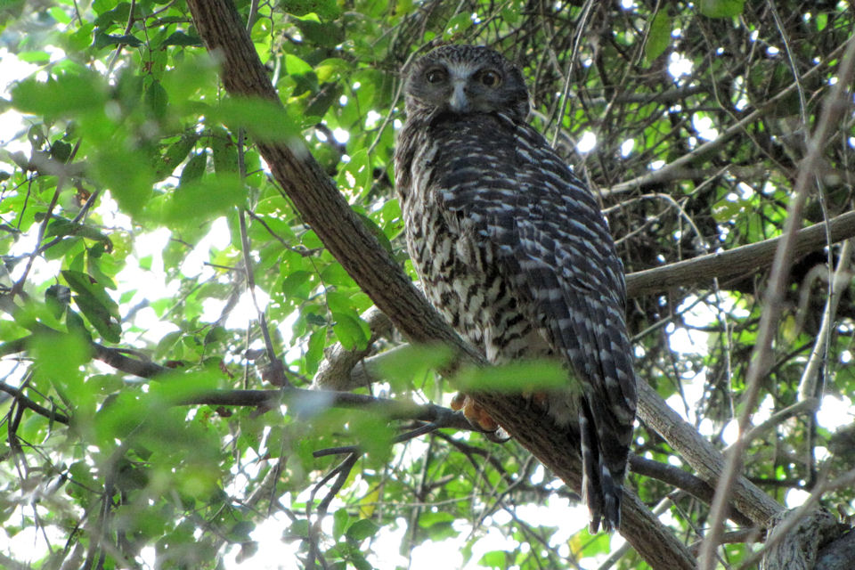 Powerful Owl (Ninox strenua)